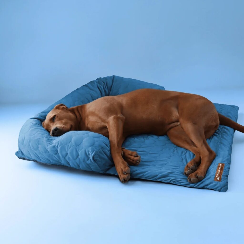 Best Dog Beds for Large Dogs