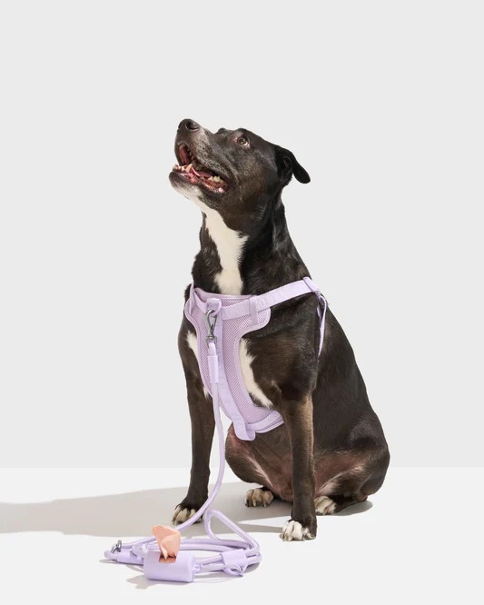 Wild One Pet Accessories